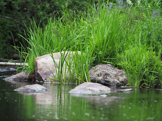 Fototapeta na wymiar stones on the river bank. Karelia