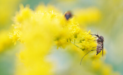 mosquito on flowers golden rod