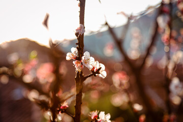 blossom in spring