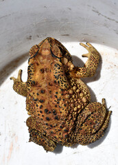 Yellow-brown Thai toad with black spots, rough and poisonous skin, in white plastic buckets. 