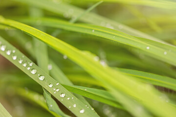 Closeup macro shot of beautiful dewdrops on green blades of grass in summer