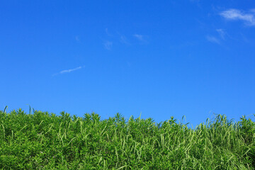 草原と青空