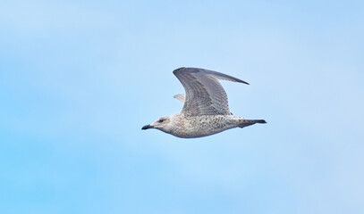 beautiful seagull in flight. Summer