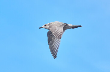 beautiful seagull in flight. Summer