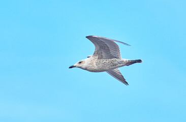beautiful seagull in flight. Summer