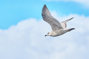 beautiful seagull in flight. Summer