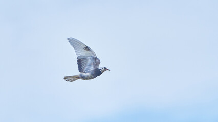 beautiful dove in flight. Summer