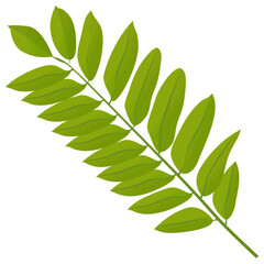 
Hickory leaves are autumn leaves in green color 
