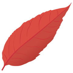 
An aspen leaf from the birch tree also called orange leaf 
