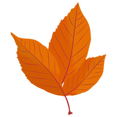 Fototapeta premium A dried oak leaf is a autumn leaf in yellow color 