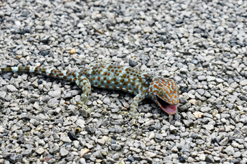 A polka dot gecko with a red mouth, injured in a fight with a black cat in a gravel yard.