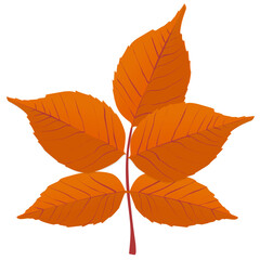 
Hickory leaves are autumn leaves in green color 
