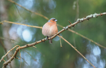 finch on tree branches in forest