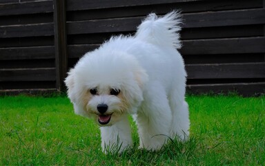 white dog on grass