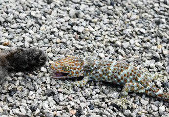 A black cat attacks a polka-dot gecko in a gravel yard in front of the house.