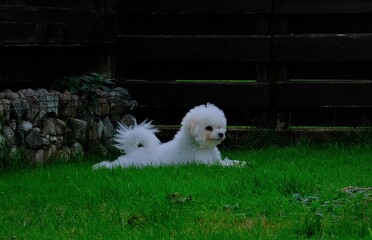 white dog in grass