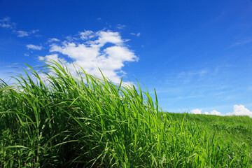 草原と青空