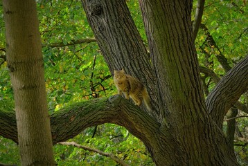 A cat in the tree