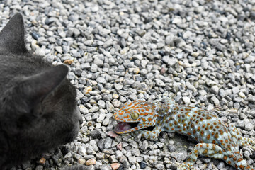 A polka dot gecko with a red mouth, injured in a fight with a black cat in a gravel yard. 