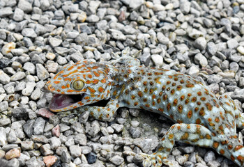 A polka dot gecko with a red mouth, injured in a fight with a black cat in a gravel yard.