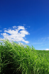 草原と青空