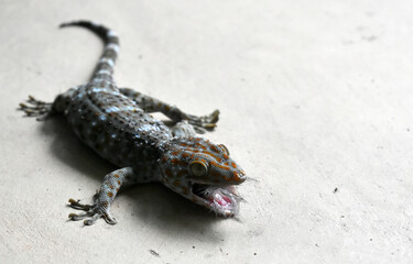 A polka-dot gecko injured in a fight with a black cat on the cement floor in front of the house. 