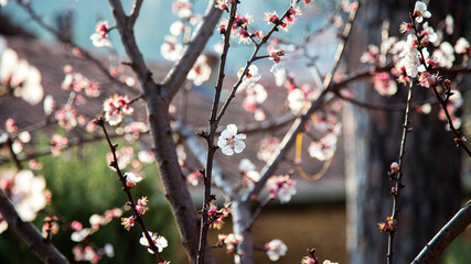 spring in the park