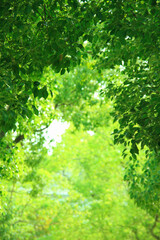 Fototapeta premium 青葉