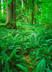 Naklejka na ściany i meble Hoh Rain Forest, Olympic National Park, Washington