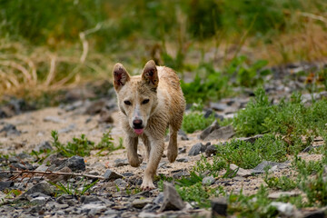 Dog of small size, without breed, with light hair, wet from the rain. A stray free pet, a simple little dog in nature among rocks and vegetation