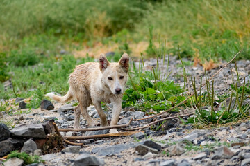 Naklejka na ściany i meble Dog of small size, without breed, with light hair, wet from the rain. A stray free pet, a simple little dog in nature among rocks