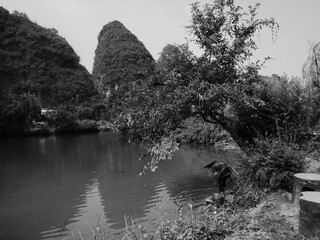 Chinese woman working the bank of a river