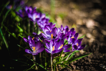 purple crocus flowers