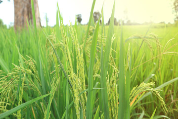 Close up of green paddy rice. yellow green rice field in thailand.
