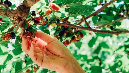 Close-up of hand picking ripe blackberries on the branch in farm