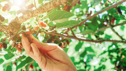 Close-up of hand picking ripe blackberries on the branch in farm