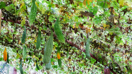 Image of Fresh Green long Cucumber on a branch in greenhouse