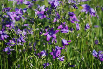 Obraz premium Blellflower meadow 