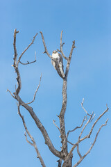 Gyrfalcon sits on the branches of a tree. Wild gyrfalcon (Falco rusticolus) in its natural habitat. Large bird of prey. Wildlife of Chukotka and Siberia. Far East of Russia.