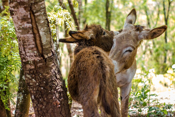 A couple of donkeys playing together in the woods