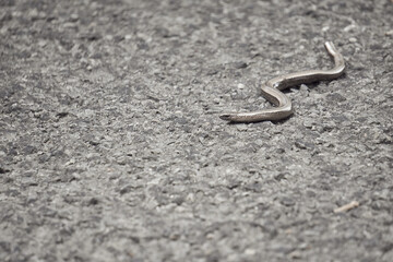 Orvet , appelé aussi - serpent de verre -