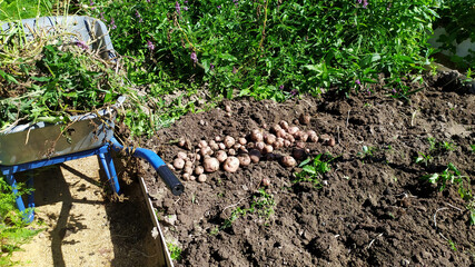 Weeding the garden from weeds. Grass in the cart. Potato harvesting on the garden plot.
