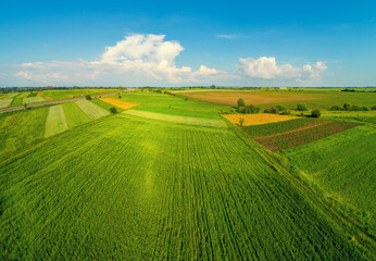 Summer rural landscape. Countryside. Aerial view. Wheat fields and blue sky