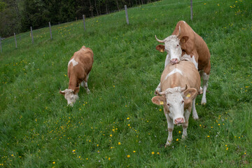 Beautiful swiss cows. Alpine meadows. Mountains.  