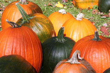 Close-up of orange and green pumpkins and squash for sale at a farm