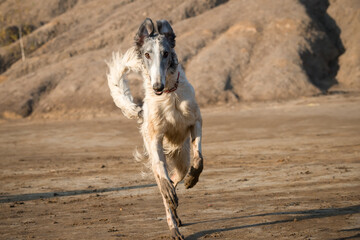 Dog breed Russian long-haired sighthound, also called Russian wolfhound.