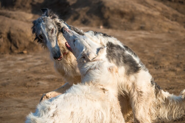 Dogs of the Russian long-haired sighthound breed, also called the Russian wolfhound, play hunting games