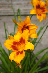 Hemerocallis hybriden bonanza daylily yellow flowers with red core vertcial  