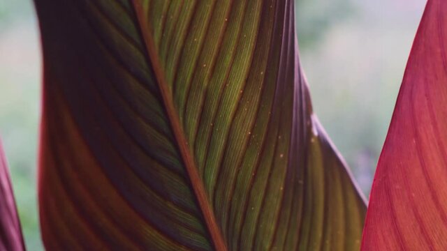 Abstract Green and Red Leaves in the Nature. Modern Concept of Autumn Cool Texture of Tropical Leaf