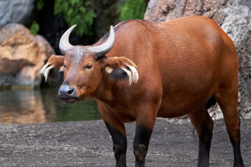 portrait of a red forest buffalo with an angry face in a zoo in valencia spain
